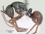 Polyrhachis arborea casent0103184 profile 1.jpg