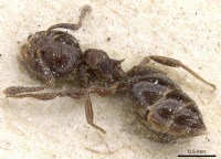 Crematogaster brevis casent0905375 p 1 high.jpg