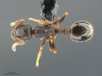 Leptothorax-crassipilis-MCZ001D.jpg