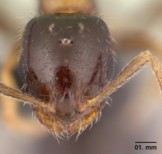 File:Monomorium floricola casent0146400 head 1.jpg