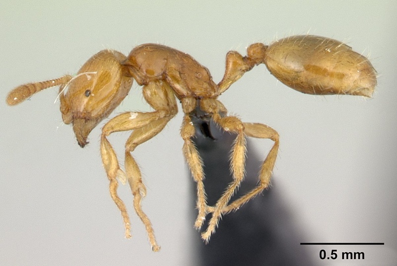 File:Monomorium hildebrandti casent0133579 profile 1.jpg