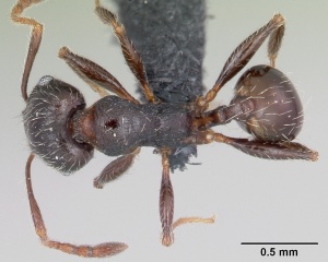 Pheidole senex casent0104911 dorsal 1.jpg