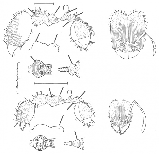 File:Pheidole zoster Wilson 2003.jpg