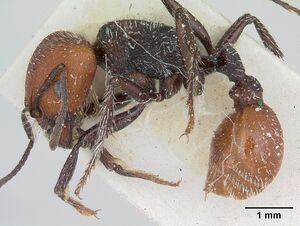 Pogonomyrmex rastratus casent0173343 profile 1.jpg