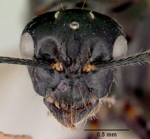 Camponotus armstrongi casent0172153 head 1.jpg