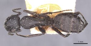 Camponotus bruchi casent0911922 d 1 high.jpg