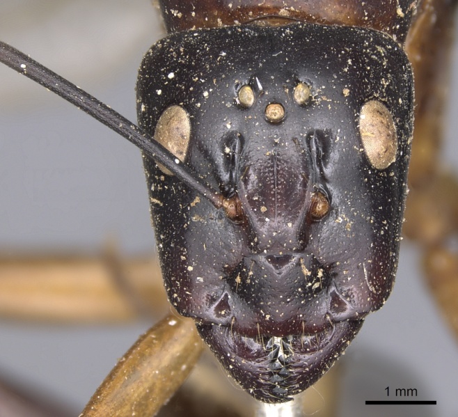 File:Camponotus festinus casent0901893 h 1 high.jpg