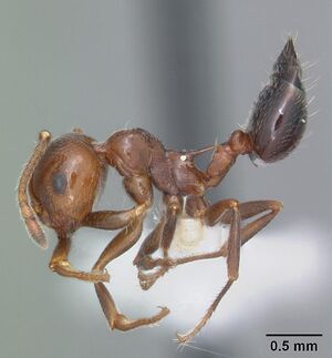 Crematogaster atkinsoni casent0103768 profile 1.jpg