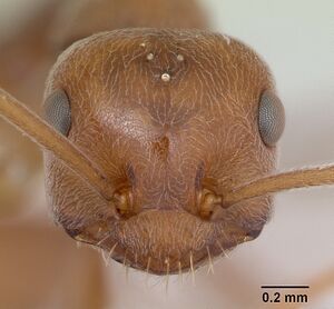 Melophorus anderseni casent0173920 head 1.jpg