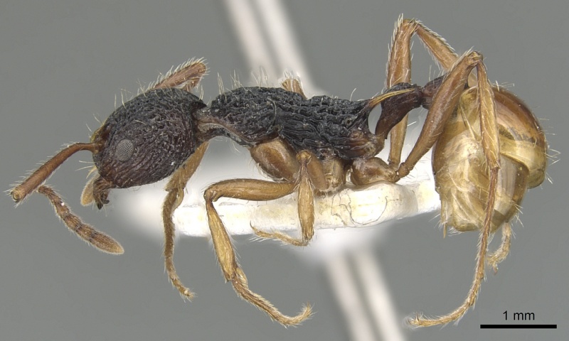 File:Myrmica urbanii P casent0904100.jpg