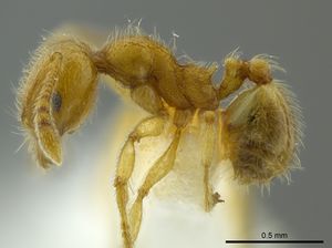 Pheidole bicornis casent0625441 p 1 high.jpg