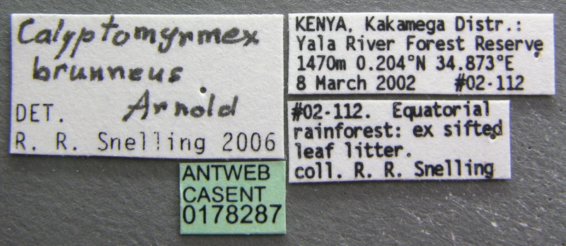 File:Calyptomyrmex brunneus casent0178287 label 1.jpg
