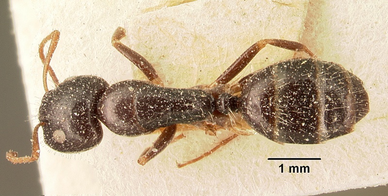 File:Camponotus repens casent0101175 dorsal 1.jpg