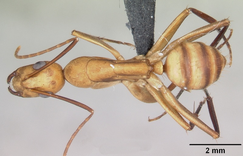 File:Camponotus variegatus casent0103245 dorsal 1.jpg