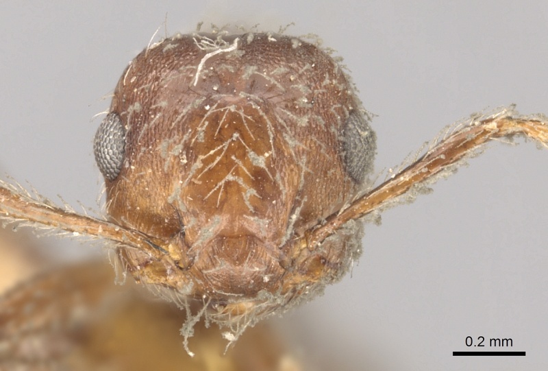 File:Crematogaster evallans casent0902146 h 1 high.jpg