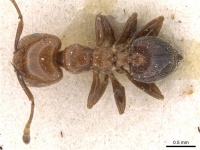 Crematogaster pseudinermis casent0908552 d 1 high.jpg