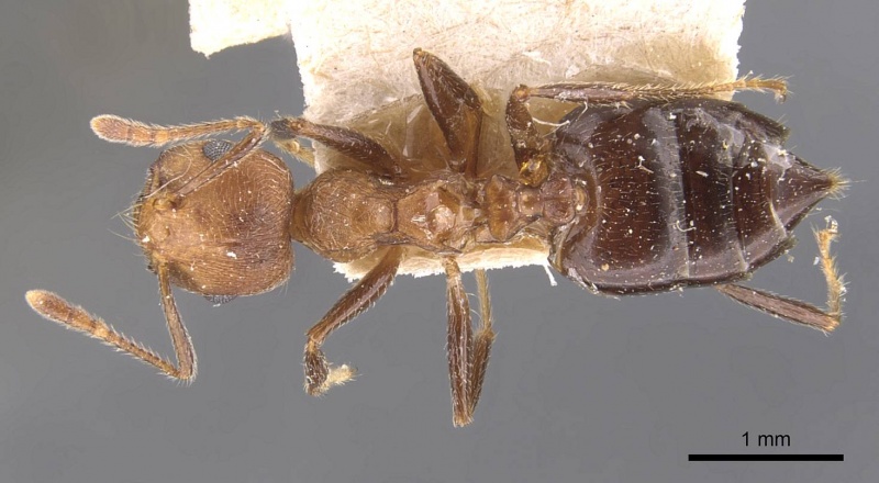 File:Crematogaster rogenhoferi casent0907511 d 1 high.jpg