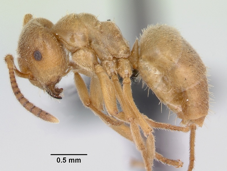 File:Lasius sabularum casent0172705 profile 1.jpg