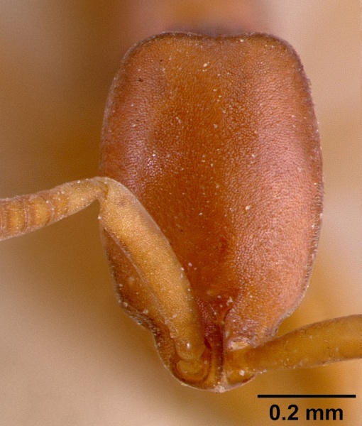 File:Probolomyrmex filiformis sam-hym-c002224 head 1.jpg