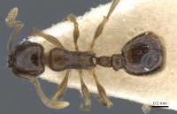 Temnothorax caesari D casent0905857.jpg