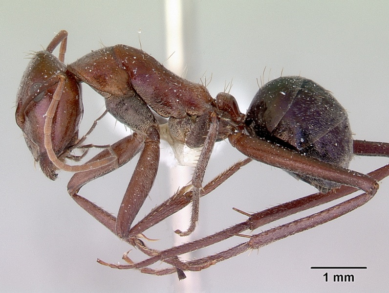 File:Camponotus perjurus casent0172161 profile 1.jpg