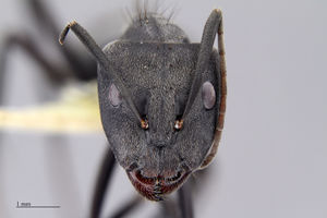 MCZ-ENT00513816 Camponotus euginae hef.jpg