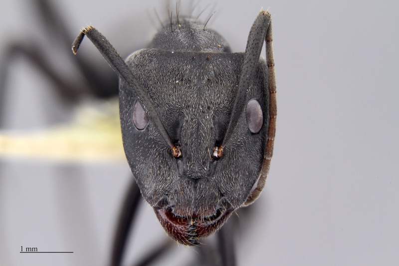 File:MCZ-ENT00513816 Camponotus euginae hef.jpg