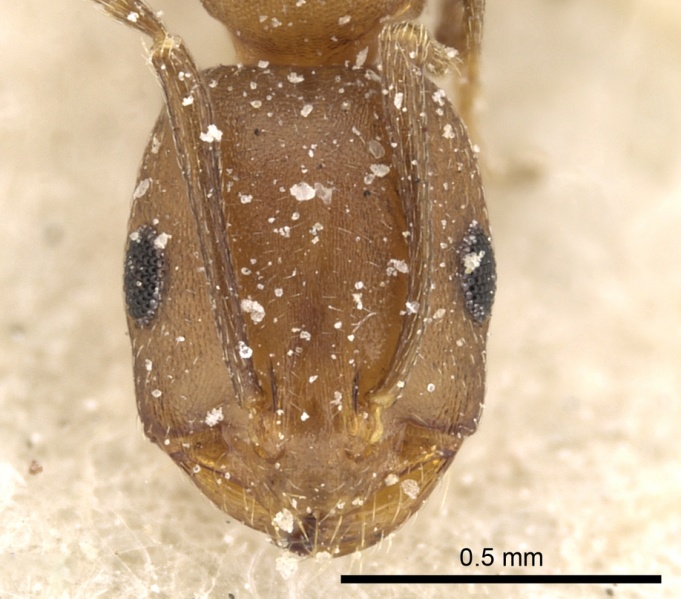 File:Monomorium phoenicum casent0249831 h 1 high.jpg