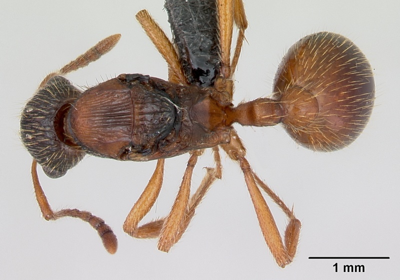 File:Myrmica rubra casent0172707 dorsal 1.jpg