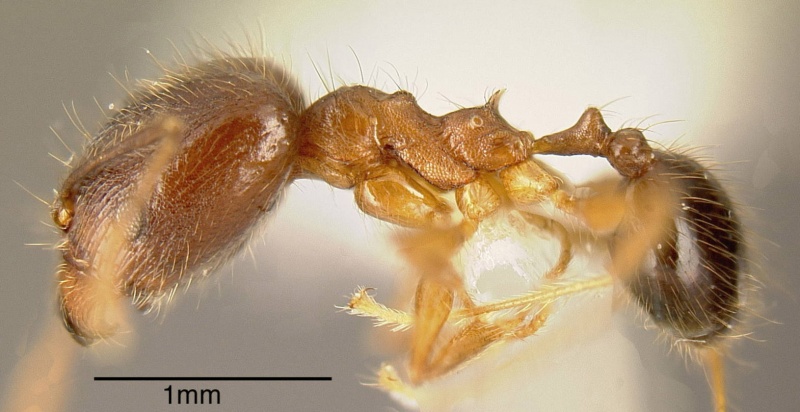 File:Pheidole prostrata inbiocri001282579 p 1 high.jpg