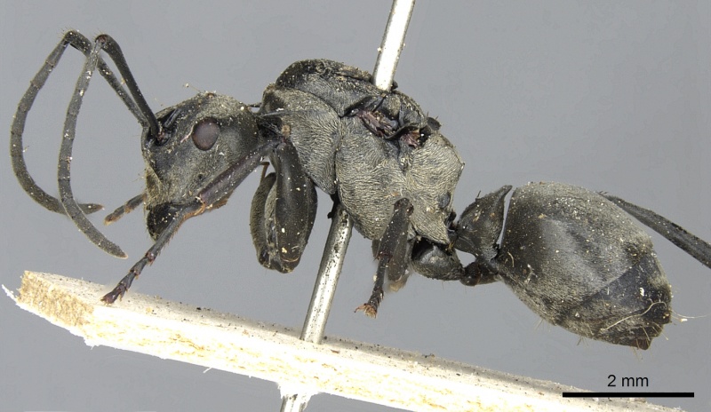 File:Polyrhachis olena casent0901876 p 1 high.jpg