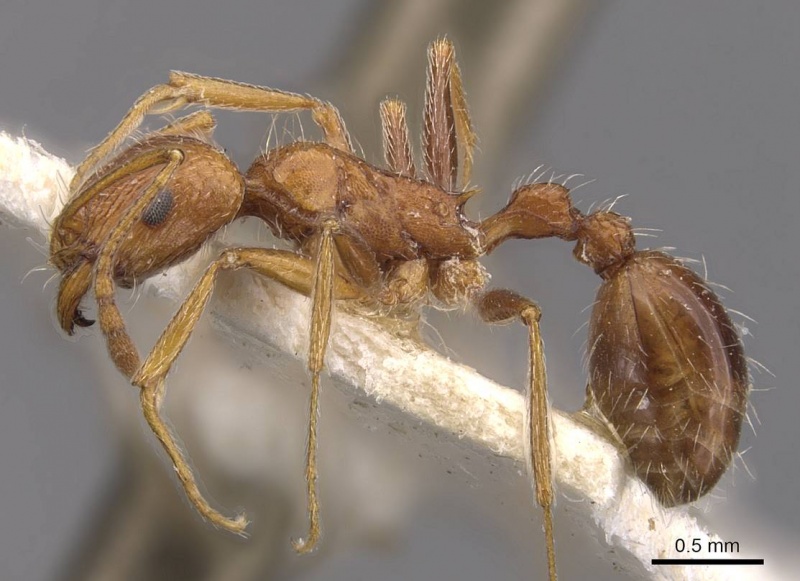 File:Tetramorium petersi casent0909152 p 1 high.jpg