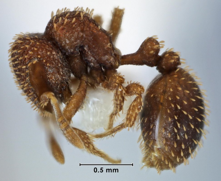 File:Calyptomyrmex fritillus ANIC32-051612 side 50-Antwiki.jpg