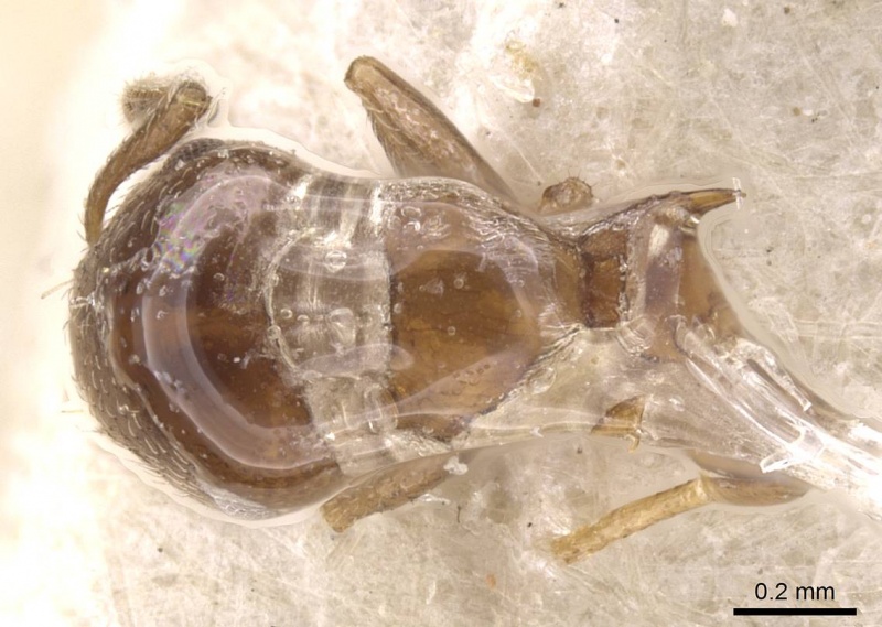 File:Crematogaster cristata casent0912764 d 1 high.jpg