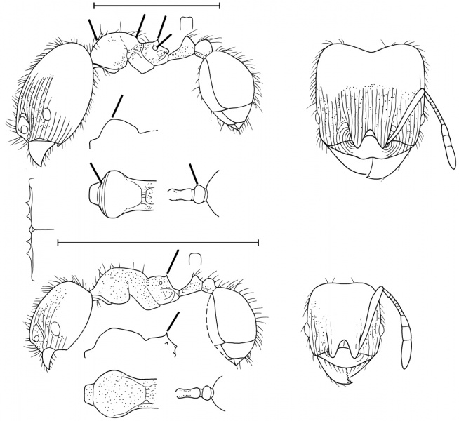 File:Pheidole nitidicollis Wilson 2003.jpg