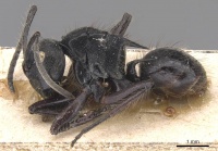 Polyrhachis subcyanea casent0905823 p 1 high.jpg