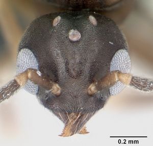 Technomyrmex madecassus casent0049870 head 1.jpg