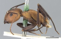 Camponotus habereri casent0903573 p 1 high.jpg