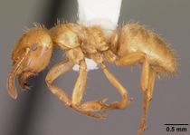 Lasius claviger casent0103541 profile 1.jpg