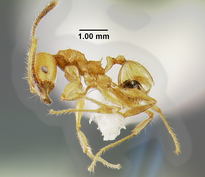 File:MCZ-ENT00300266 Pheidole atua hal.jpg