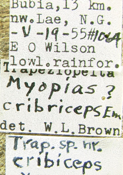 File:Myopias cribriceps lbs.jpg