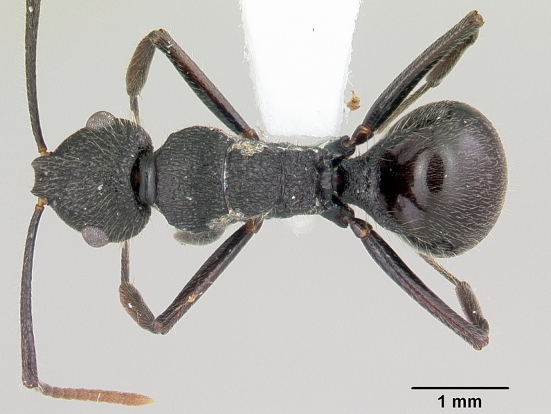 File:Polyrhachis chaita casent0103175 dorsal 1.jpg