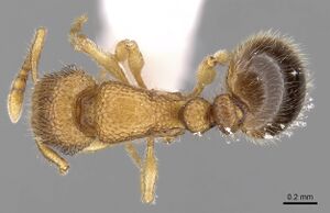 Tetramorium hirsutum casent0280976 d 1 high.jpg