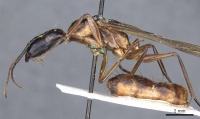 Camponotus postangulatus casent0905509 p 1 high.jpg