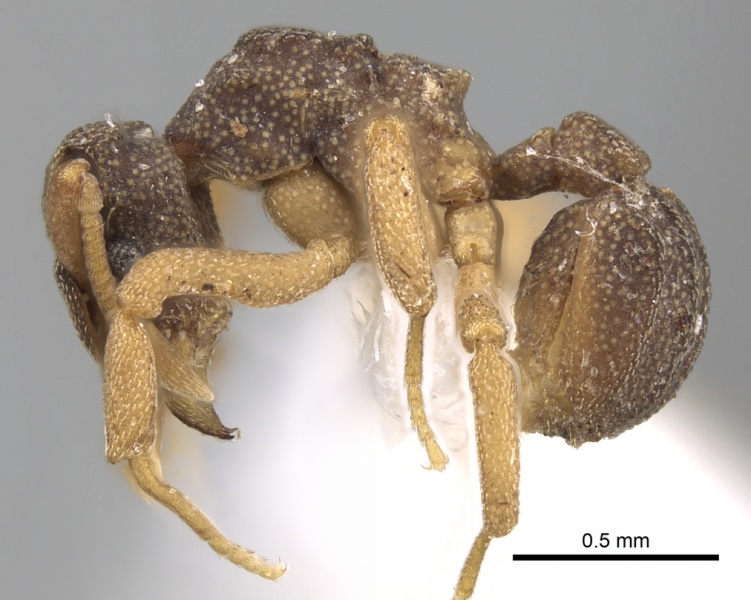 File:Cyphomyrmex costatus casent0281765 p 1 high.jpg