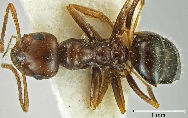 File:Melophorus gilliatensis anic32-066645-1 d 1 high.jpg