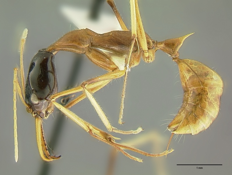 File:Odontomachus nigriceps hal.jpg