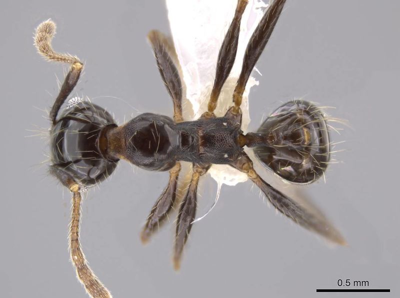 File:Pheidole guerrerana casent0629401 d 1 high.jpg