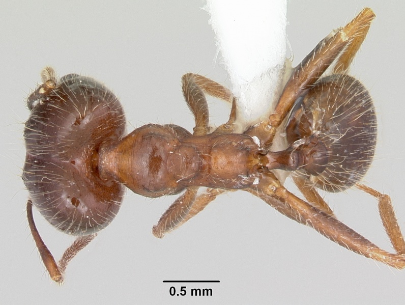 File:Pheidole sitiens casent0104754 dorsal 1.jpg