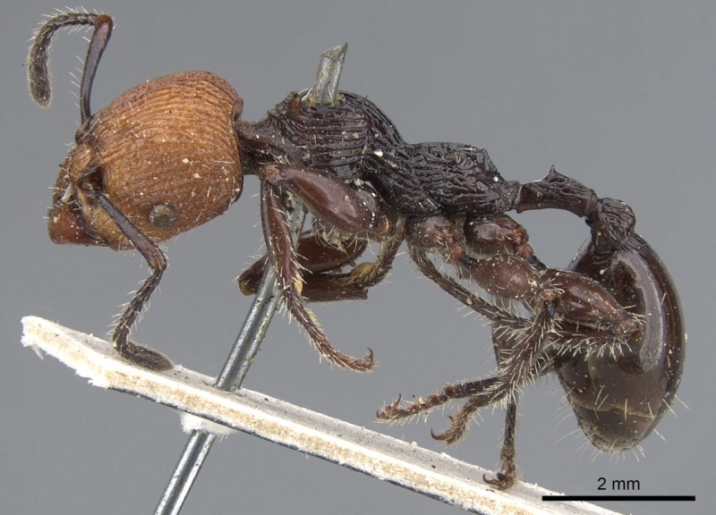 File:Podomyrma ruficeps casent0902002 p 1 high.jpg